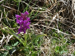 Dactylorhiza majalis