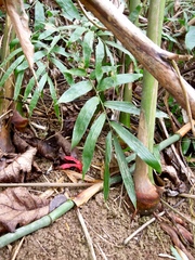 Etlingera