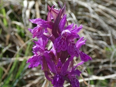 Dactylorhiza majalis