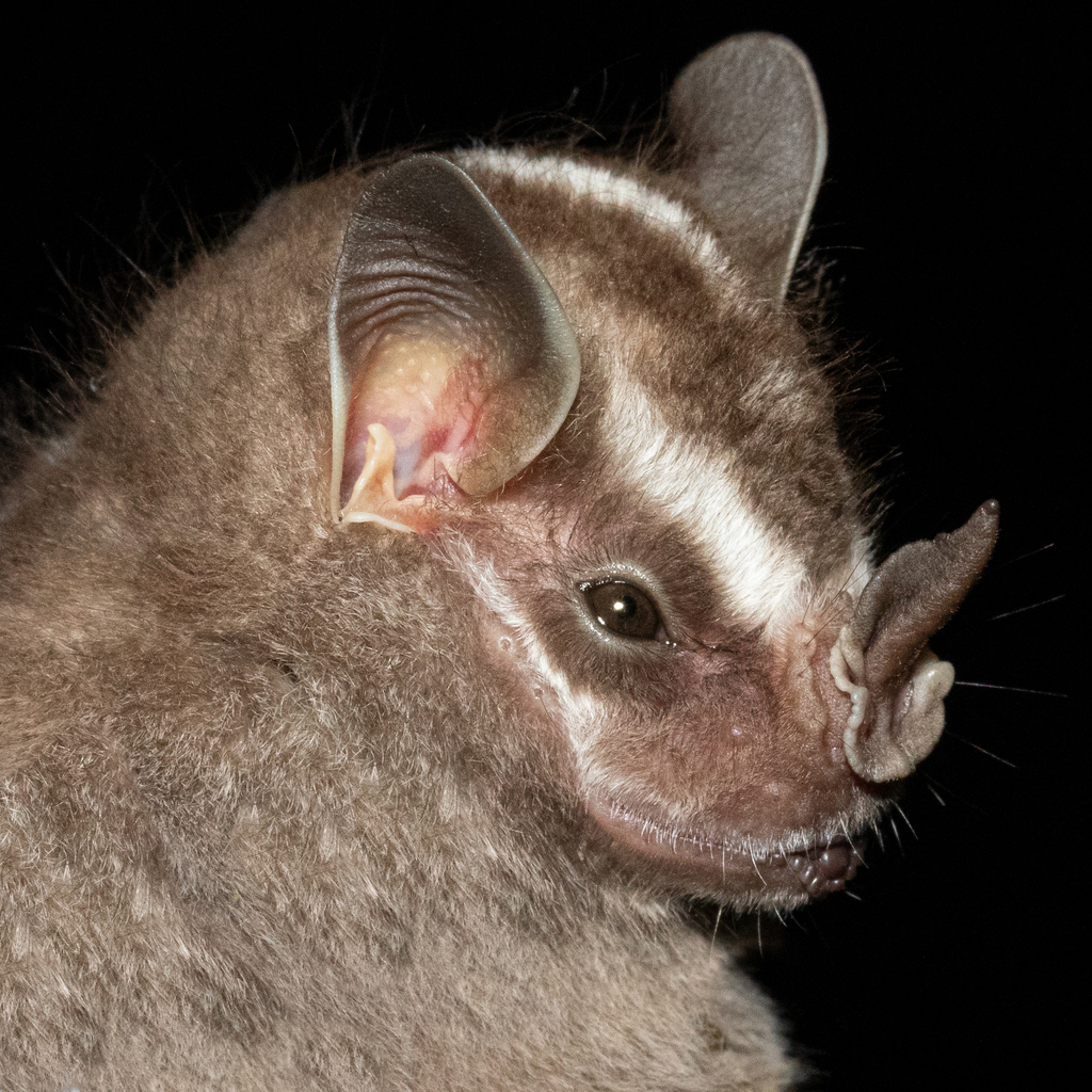 Recife Broad-Nosed Bat
