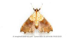Agrotera nemoralis