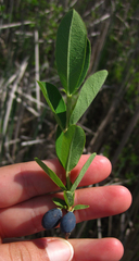 Lonicera villosa