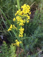 Galium verum