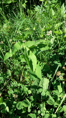 Aristolochia clematitis