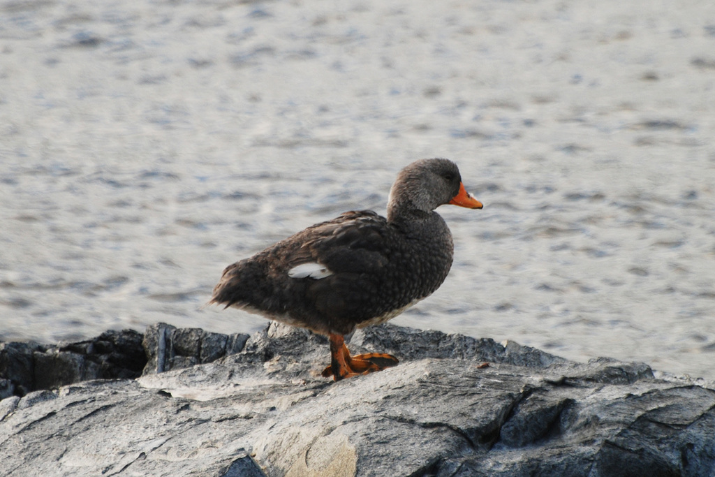 Magellanic Steamerduck