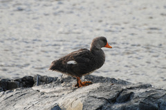 Fuegian Steamer Duck photo 4