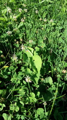 Aristolochia clematitis