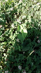 Aristolochia clematitis