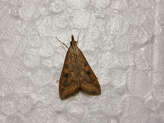 Udea ferrugalis