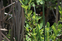 Lonicera villosa