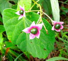Clerodendrum villosum