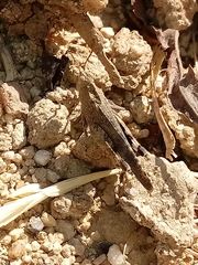 Lactista gibbosus