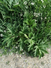 Heracleum sphondylium sibiricum