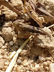 Lactista gibbosus