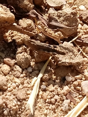 Lactista gibbosus