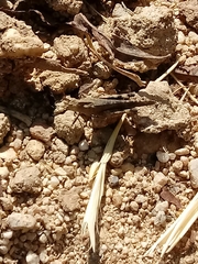 Lactista gibbosus