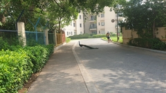 Pavo cristatus