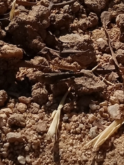 Lactista gibbosus