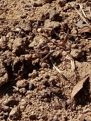 Lactista gibbosus