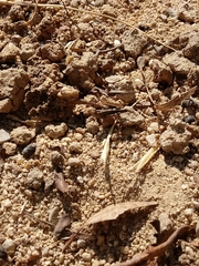 Lactista gibbosus
