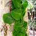 Pothos ovatifolius - Photo (c) Shawn O'Donnell, some rights reserved (CC BY), uploaded by Shawn O'Donnell