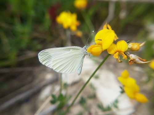 mlynárik hrachorový (Leptidea sinapis)