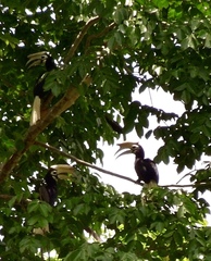 Anthracoceros marchei