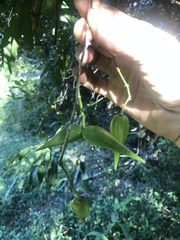 Strophanthus speciosus
