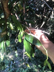 Strophanthus speciosus