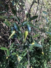 Strophanthus speciosus