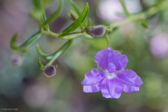 Coopernookia barbata