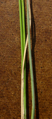 Carex livida