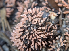 Stemonitopsis