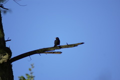 Turdus merula