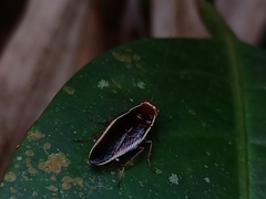 Pseudophyllodromia laticeps