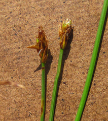 Eleocharis quadrangulata