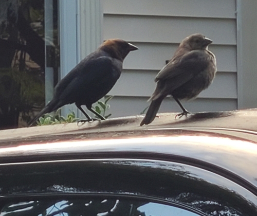 Brown-headed Cowbird photographed in Virginia