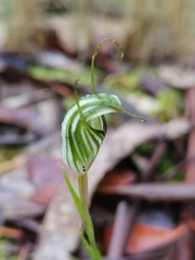 Pterostylis alata