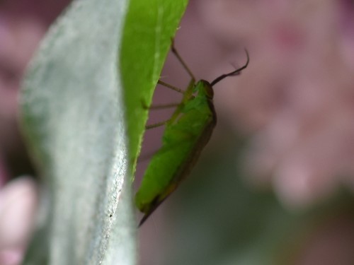trivial plant bug, Groesbeek, Nieuweweg 65, Nederland, photo 9 of 10