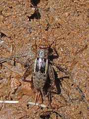 Neonemobius mormonius