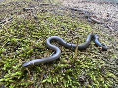 Diadophis punctatus stictogenys