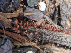 Stemonitopsis