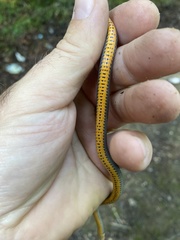 Diadophis punctatus stictogenys