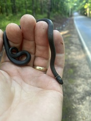 Diadophis punctatus stictogenys