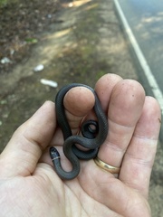 Diadophis punctatus stictogenys