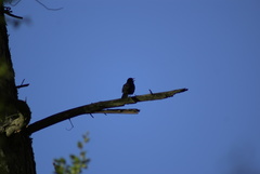 Turdus merula