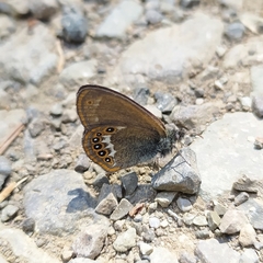Coenonympha hero