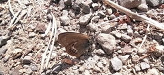 Coenonympha hero