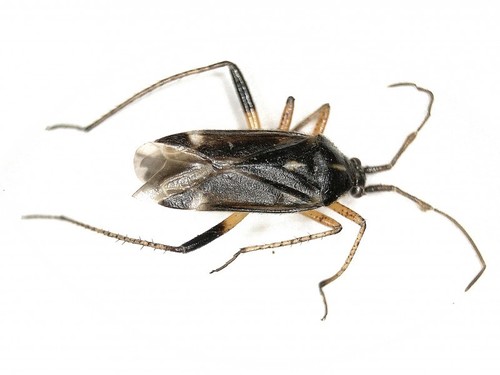 handsome plant bug