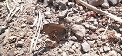 Coenonympha hero